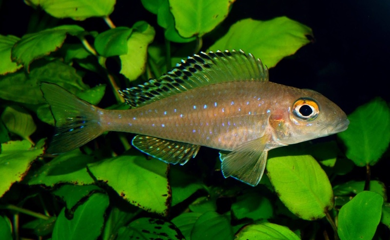 Xenotilapia spilopterus 'Mabilibili'